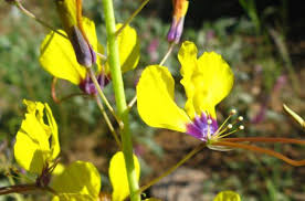 Image result for Cleome bororensis