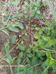 Image result for Psilotrichum