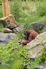 The deal is for o2. New Spaces For Orangutans In The Dortmund Zoo Sik Holz