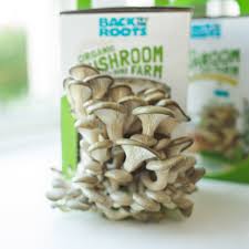 How To Grow Your Own Organic Mushrooms A Mushroom Growing Guide