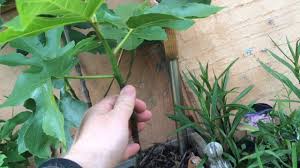 How To Pinch Prune And Grow A Fig Tree Youtube Fig Tree Fig Fig Fruit