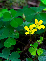 Image result for Oxalis corniculata