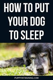 Check spelling or type a new query. How To Put A Dog To Sleep And When To Know It S The Right Time Puppy In Training