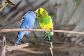 If you are talking about the budgie type of parakeet, then yes, the green and blue are the. Hd Wallpaper Two Blue And Green Budgerigar On Tree During Daytime Budgie Wallpaper Flare