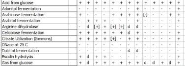 gram negative bacteria test chart best picture of chart