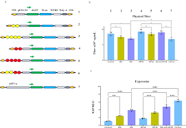 Image result for Gold 1997 AAV
