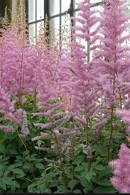 Many gardeners like perennial flowering plants because they return year after year. Astilbe Plants Brighten Up A Moist Shaded Garden