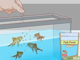 How To Treat Fin Rot 10 Steps With Pictures Wikihow