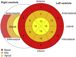 Very little is known about bullseye's past. Speckle Tracking Segments Bullseye Plot Of The 16 Left Ventricular And Download Scientific Diagram