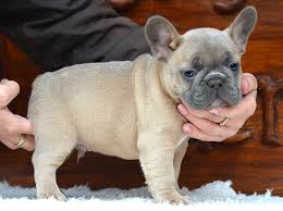 Westchster french bulldog is a small hobby breeding program located in westchester county, ny. Our Breeding French Bulldog Breed