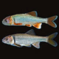 Image result for Cincinnobotrys