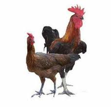 Berikut kami ulaskan cara membuat pakan ayam kampung bahan yang digunakan untuk membuat hal ini dikarenakan bahan yang digunakan memang bisa membuat ayam kampung lebih cepat. Pasar Ayam Kampung Makassar Beranda Facebook