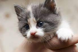How To Take Care Of A Newborn Kitten Without A Mother Ehow Newborn Kittens Kitten Care Puppies And Kitties