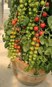 How to plant cherry tomatoes. 18 New Vegetables For Easy Growing And Healthy Eating Greenhouse Grower Vegetarianskie Sady Sad Na Balkone Vyrashivanie Ovoshej