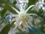 Us/na plant yes state distribution. Illicium Floridanum Florida Anisetree Native Plants Of North America