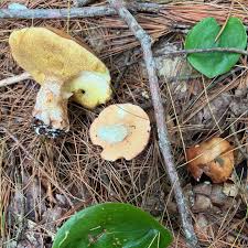 Image result for Suillus weaverae