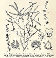 Image result for Cynoglossum coeruleum