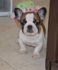 The search tool above returns a list of breeders located nearest to. Pin On Future Family Members