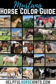 Ultimate Horse Coat Color Guide Featuring Mustangs In 2020 Mustang Horse Horse Coat Colors Grulla Horse