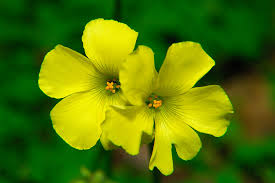 Maybe you would like to learn more about one of these? Oxalis Pes Caprae Curbstone Valley