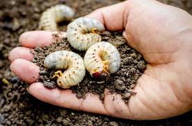We did not find results for: What Kills Maggots Instantly How To Get Rid Of Maggots Hello Lidy