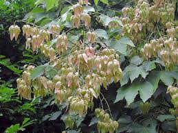 Image result for Firmiana