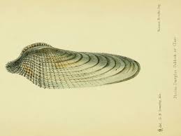 Image result for Dissotis falcipila