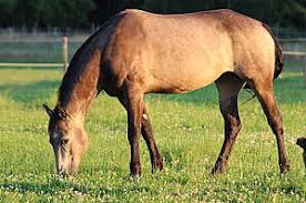 Every used car for sale comes with a free carfax report. Sale Oder Adoption