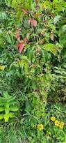 Image result for Ampelocissus africana