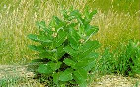Ontario Weeds Common Milkweed