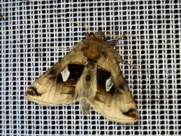 Image result for Autographa excelsa