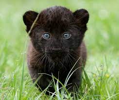 We have 60+ background pictures for you! Time For Our Close Up The Astonishing Blue Eyed Gaze Of The Twin Newborn Panther Cubs Daily Mail Online