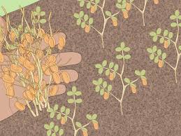 Lentils come from the temperate climates around the mediterranean and in africa. How To Grow Lentils 12 Steps With Pictures Wikihow