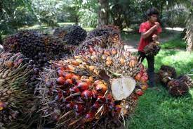 Penurunan pajak ekspor dan dampaknya terhadap ekspor minyak kelapa sawit indonesia ke india. Produksi Sawit Diperkirakan Capai Rekor Baru Ini Faktor Penyebabnya Market Bisnis Com