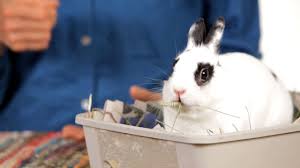 Is coney (derived ultimately from the latin cuniculus), while rabbit once referred only to the young animals.2 another term for a young rabbit is bunny, though this term is often. How To Tell The Age Of A Rabbit 10 Steps With Pictures