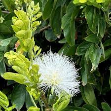 Image result for Calliandra haematocephala