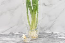 These deal offers are from many sources, selected by our smart and comprehensive system. 3 Ways To Keep Green Onions Fresh