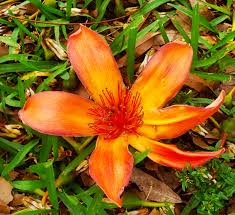 Image result for Bombax