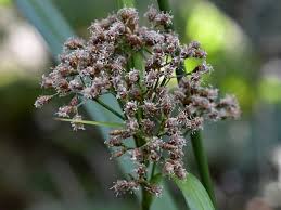 Image result for Hypolytrum