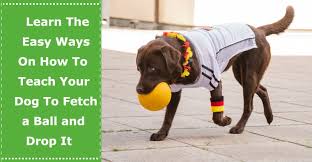 We did not find results for: Learn The Easy Ways On How To Teach Your Dog To Fetch A Ball And Drop It Petxu