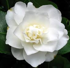 Pure White Camellia White Camellia Flowers Camellia Flower