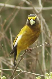 Birds Of Upstate Ny Evening Grosbeak Bird Birds Beautiful Birds