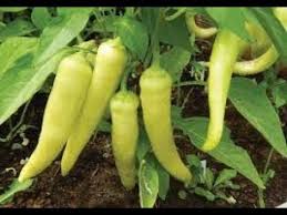 Recipes with banana peppers sweet banana peppers pickled banana peppers canning banana peppers stuffed banana peppers pepper recipes homemade ham homemade pickles chutney. Canning Sweet Banana Peppers Youtube