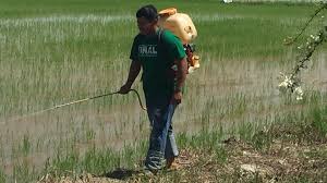We did not find results for: Nuclear Package Helps Farmers Increase Rice Yields And Income In Northern Malaysia Iaea