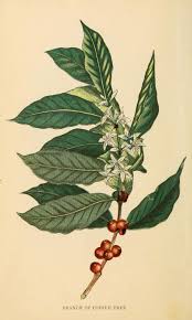Smithsonianlibraries Coffee Plant Coffee Flower Coffee Tattoos