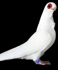 Polish Guzel Kuslar Hayvanlar Hayvan