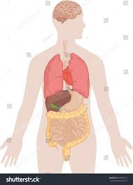 Pin On Human Body Stuffs