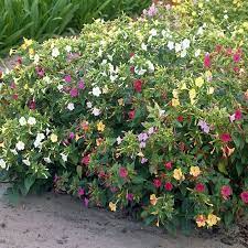Marvel Of Peru Mirabilis Jalapa Clock Flower Bulbous Plants Plants