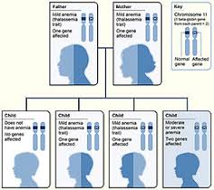 San luigi di orbassano e informare circa la prevenzione e la cura della talassemia e tante altre attività a scopo benefico. Anemia Mediterranea Wikipedia