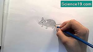 Wie ein polizeisprecher erklärte, hatten mitarbeiter am dienstagmorgen einen starken ammoniakgeruch im gesamten haus festgestellt. Wie Man Mause Mit Ammoniak Loswerden Kann Wissenschaftliches Und Beliebtes Multimedia Portal 2021